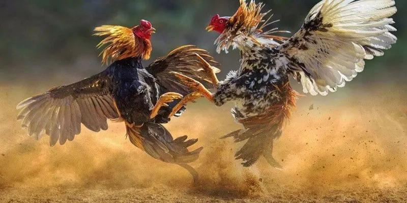 65% Hội Viên RED88 Đã Tham Gia Trải Nghiệm